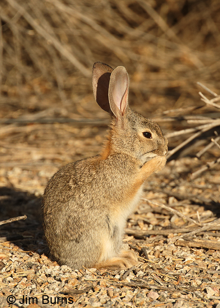 Desert Cottontail cleaning paws