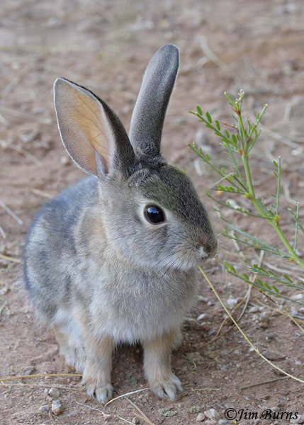 Desert Cottontail kit at lunch--9595