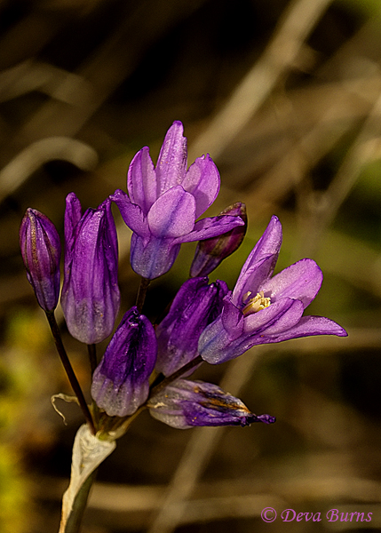 Desert Hyacinth, Arizona--0004