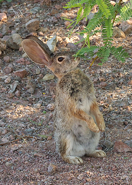 Desert cottontail at lunch--0059