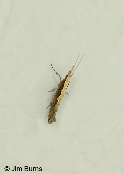 Diamondback Moth male on wall, Arizona