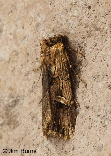 Dichagyris cataclivis,  Arizona--8927