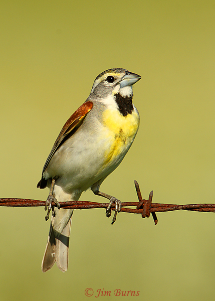 Dickcissel male on wire--7080