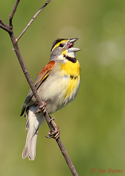 Dickcissel male, song of the prairie--7089