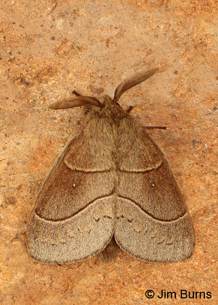 Dicogaster coronada, Arizona