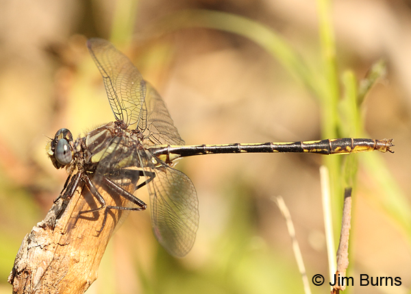Diminutive Clubtail male, Chesterfield Co., SC, May 2014