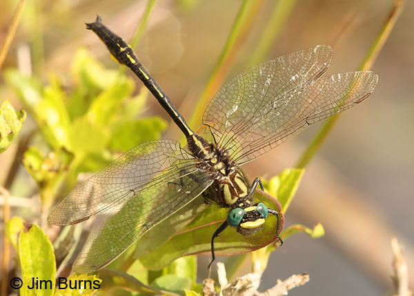 Diminutive Clubtail male dorsal view, Chesterfield Co., SC, May 2014