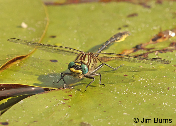 Diminutive Clubtail male on lily pad, Chesterfield Co., SC, May 2014