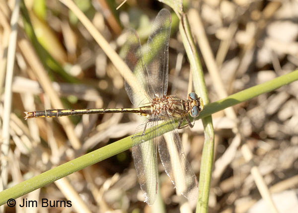 Diminutive Clubtail male on grass, Chesterfield Co., SC, May 2014