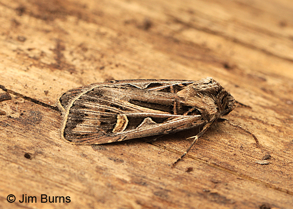 Dingy Cutworm Moth, Arizona