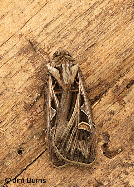 Dingy Cutworm Moth dorsal view, Arizona