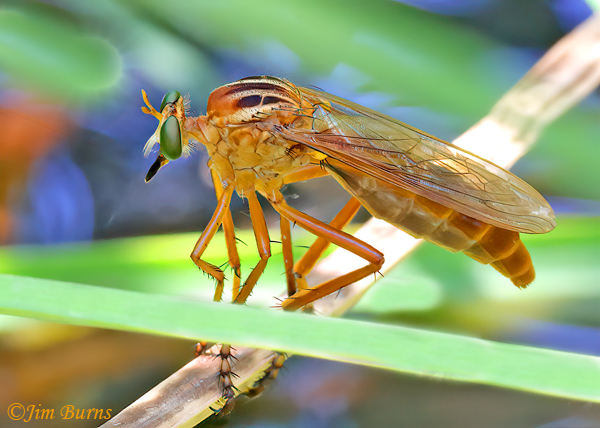 The reedbeds around Ayer Lake are a summer home to this colorful robber fly, Diogmites neoternatus.