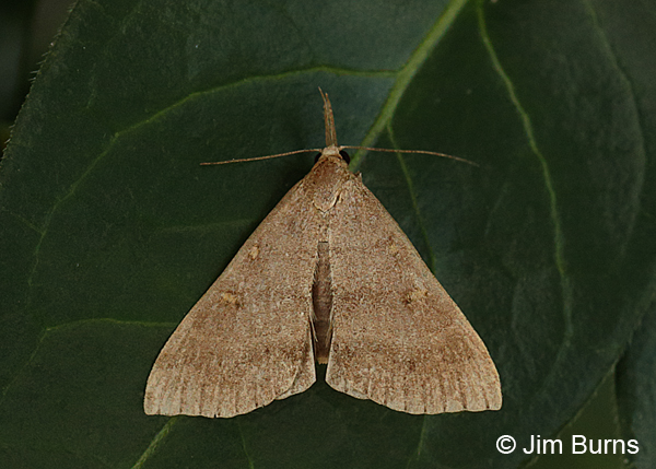 Discolored Renia Moth, Arizona