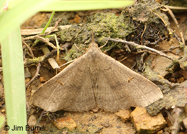 Discolored Renia Moth, Arkansas