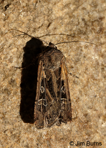 Divergent Dart Moth, Arizona