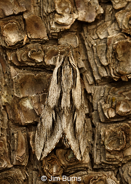 Doll's Sphinx Moth on bark, Arizona--8910