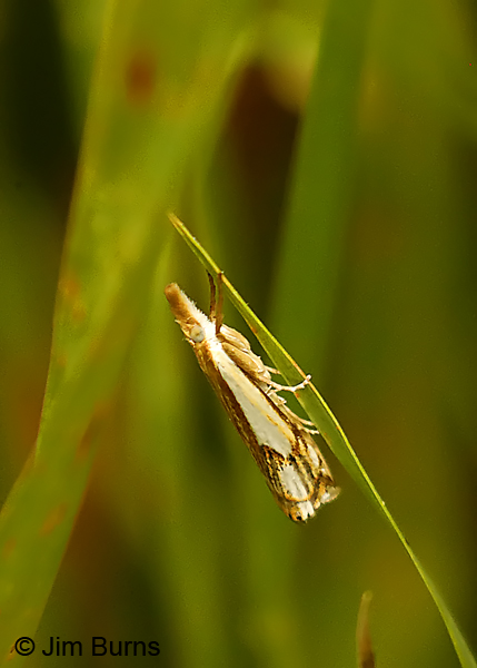 Double-banded Grass Veneer Moth, Minnesota--9575