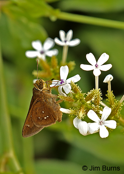 Double-dotted Skipper, Texas