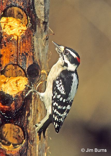 Downy Woodpecker male on peanut butter feeder