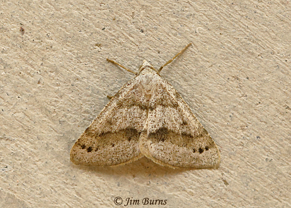 Drepanulatrix hulstii, Texas--0776