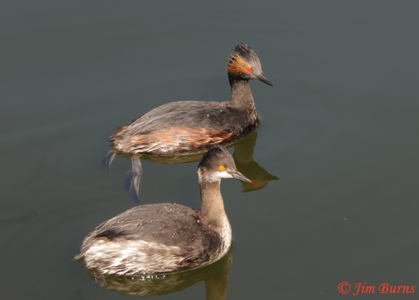 Eared Grebes, breeding (top) and non-breeding plumages--9164
