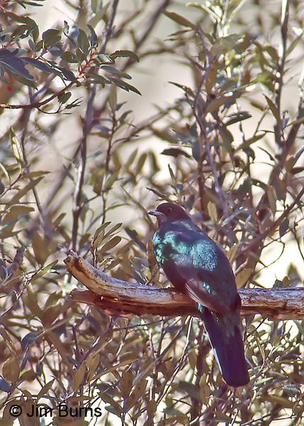 Eared Quetzal male dorsal view