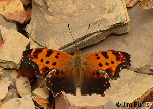 Eastern Comma showing upperwings, Arkansas, May