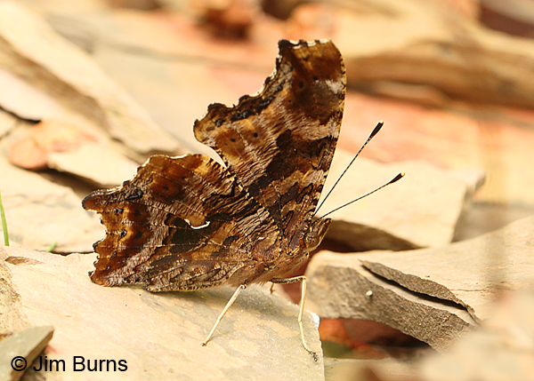 Eastern Comma showing white underwing comma , Arkansas