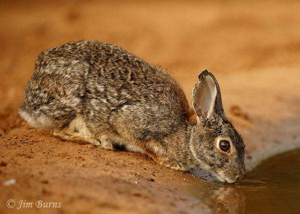 Eastern Cottontail at waterhole--8310