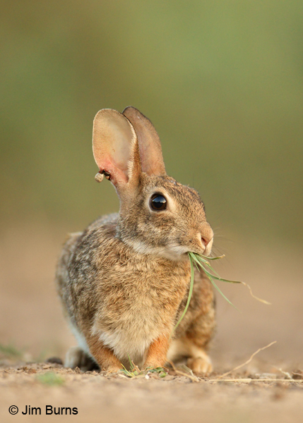 Eastern Cottontail with ear tick