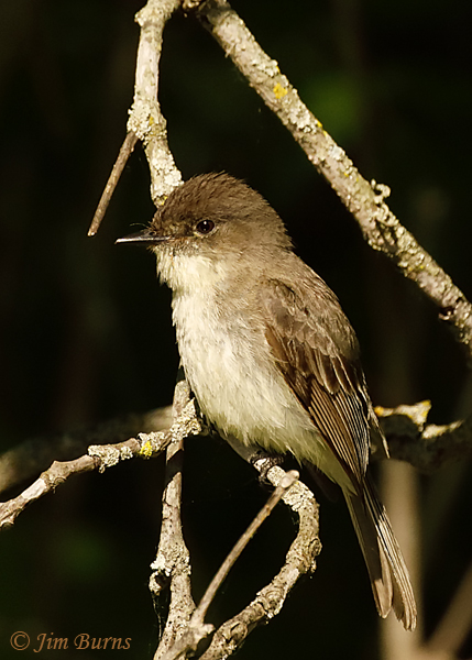 Eastern Phoebe in branches--3625