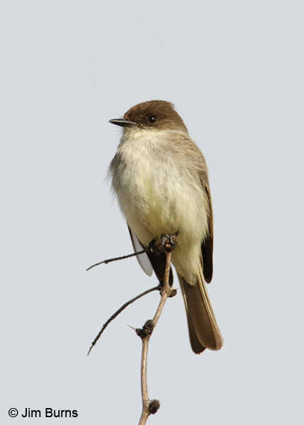 Eastern Phoebe ventral view