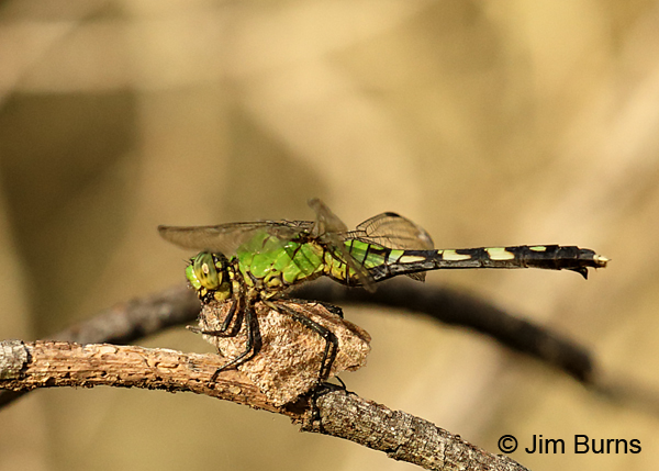 Eastern Pondhawk immature female eating American Snout, Cameron Co., TX, October 2016
