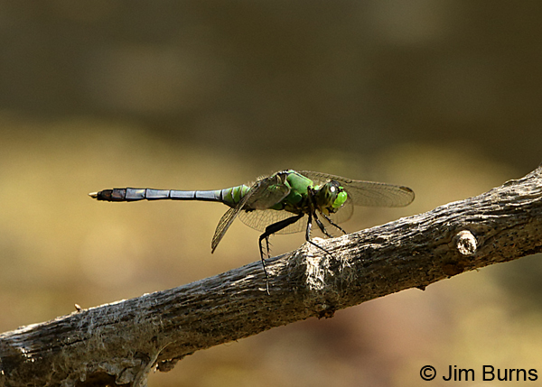 Eastern Pondhawk immature male, Kendall Co., IL, September 2017