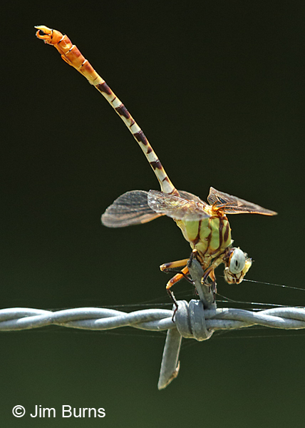 Eastern Ringtail male obelisking on fence, Gonzales Co., TX, August 2017