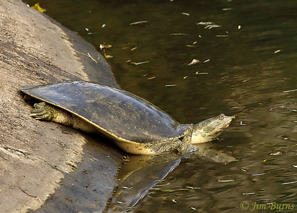 Eastern Spiny Softshell Turtle--2760
