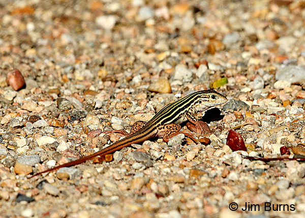 Eastern Spotted Whiptail