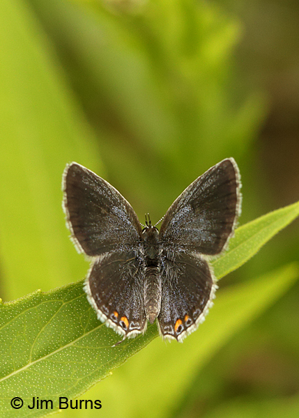 Eastern Tailed-Blue spring female, Arkansas