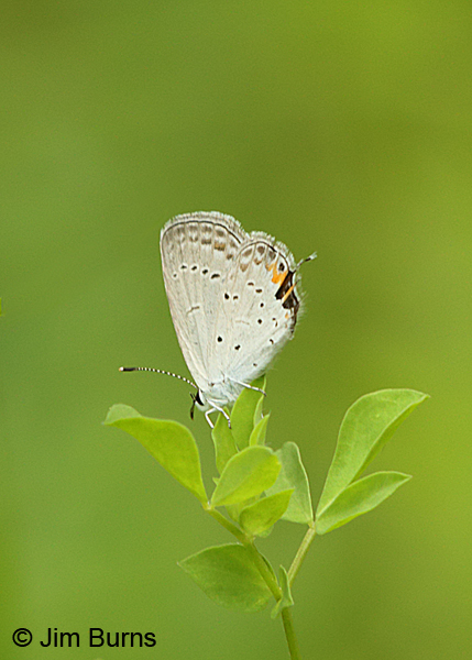 Eastern Tailed-Blue underwing, Pennsylvania