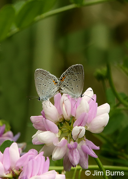 Eastern Tailed-Blues mating on Crown Vetch, Virginia