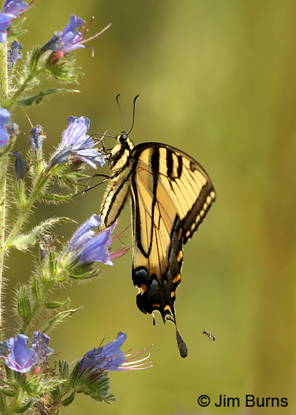 Eastern Tiger Swallowtail underwing with bee, Missouri