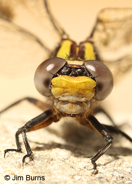 Edmund's Snaketail teneral female face shot close up, Oconee Co., SC, May 2014