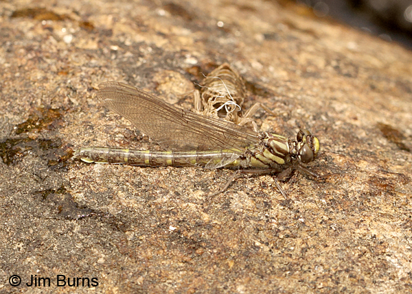 Edmund's Snaketail teneral female and exuvia, Oconee Co., SC, May 2014
