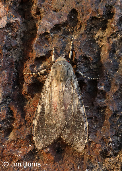 Edwards' Glassy-wing Moth, Arizona