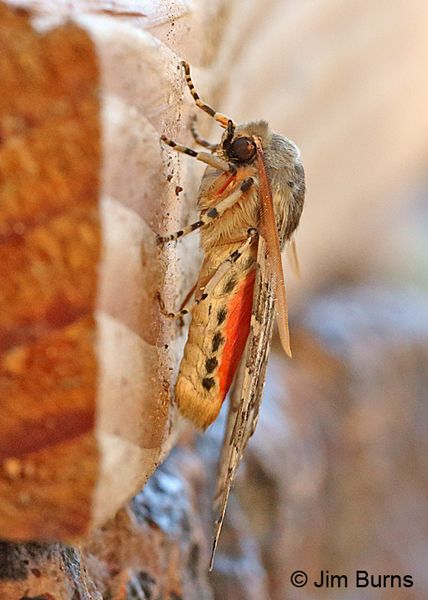 Edwards' Glassy-wing Moth lateral view, Arizona