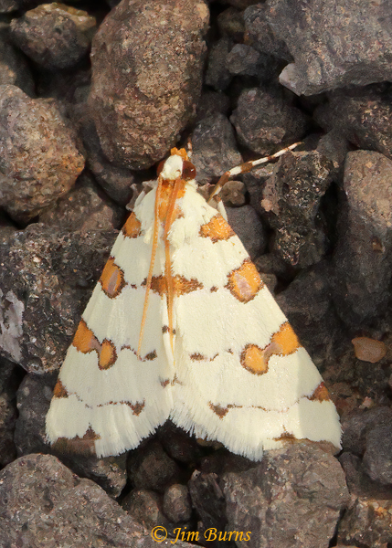 Eight-barred Conchylodes Moth, Arizona--9824