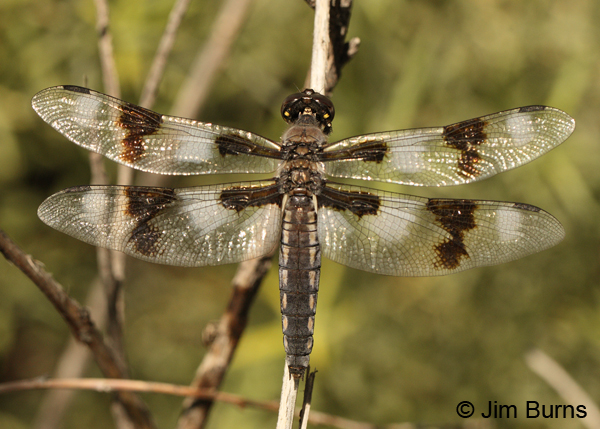 Eight-spotted Skimmer female, Apache Co., AZ, August 2012