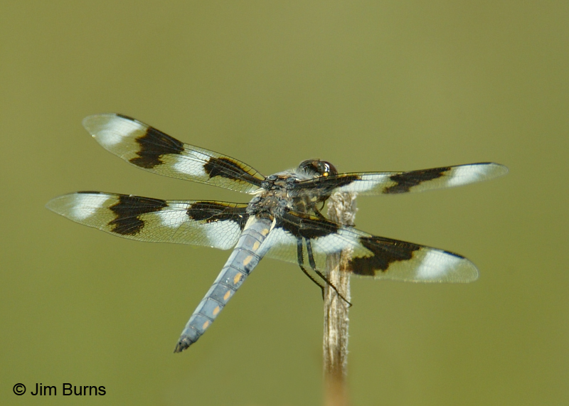 Eight-spotted Skimmer female, Cochise Co., AZ, August 2017
