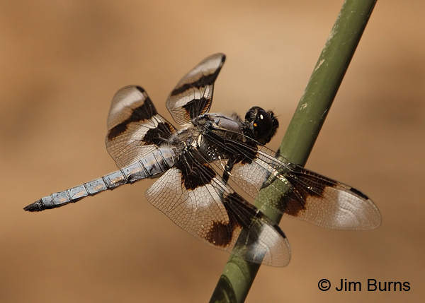 Eight-spotted Skimmer male, Navajo Co., AZ, June 2012