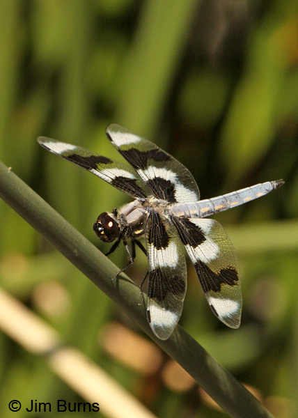 Eight-spotted Skimmer male, Apache Co., AZ, August 2012